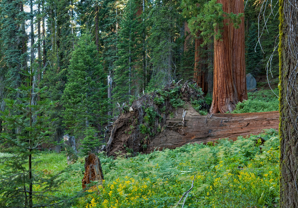 Sequoia Treefall